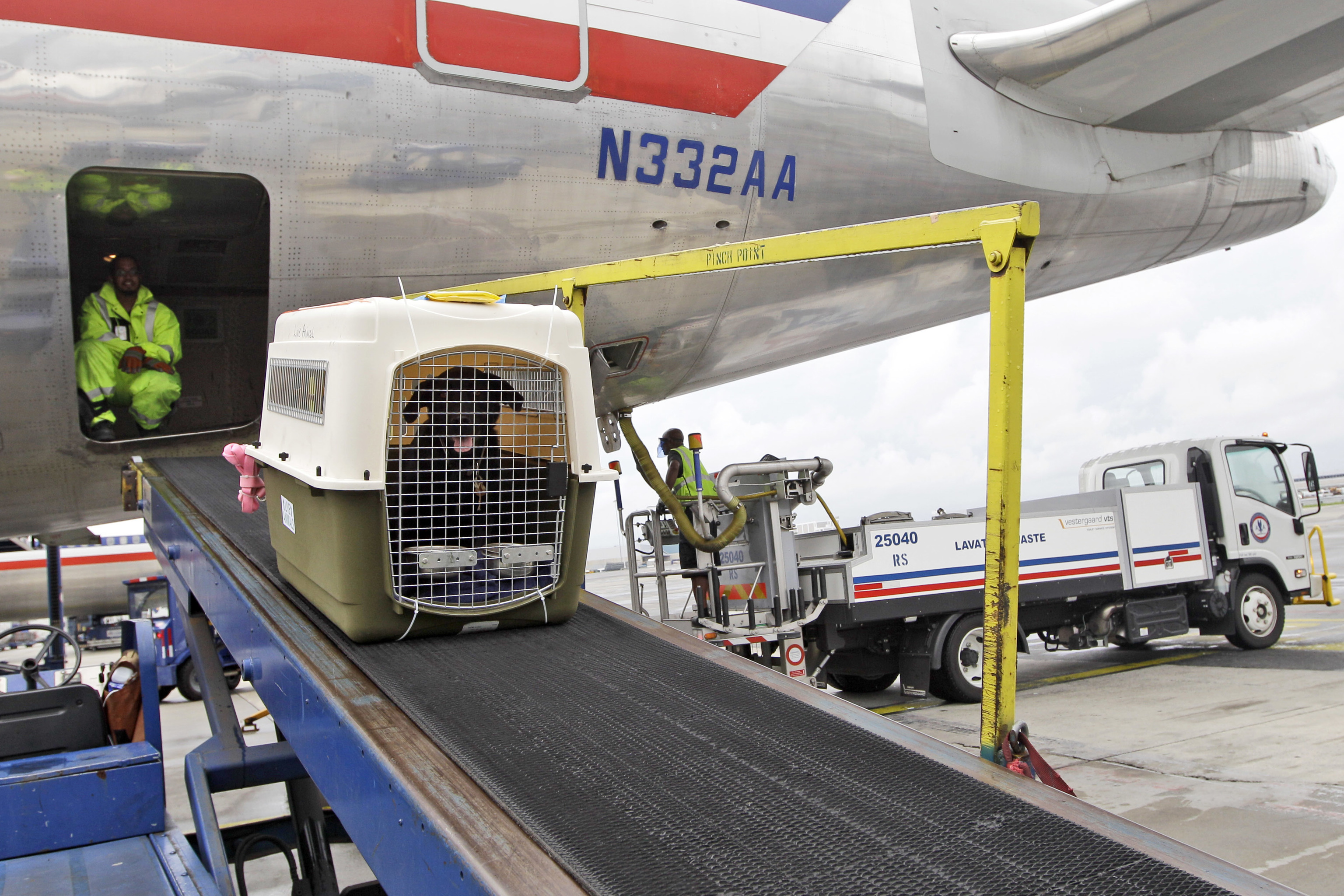 American Airlines permite viajar con mascota y equipaje de mano en cabina