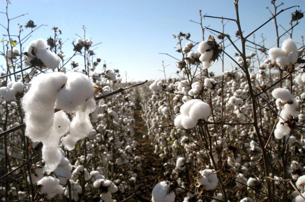 H&M y Zara abren una investigación tras ser vinculadas por una ONG en la utilización de algodón «sucio» en Brasil
