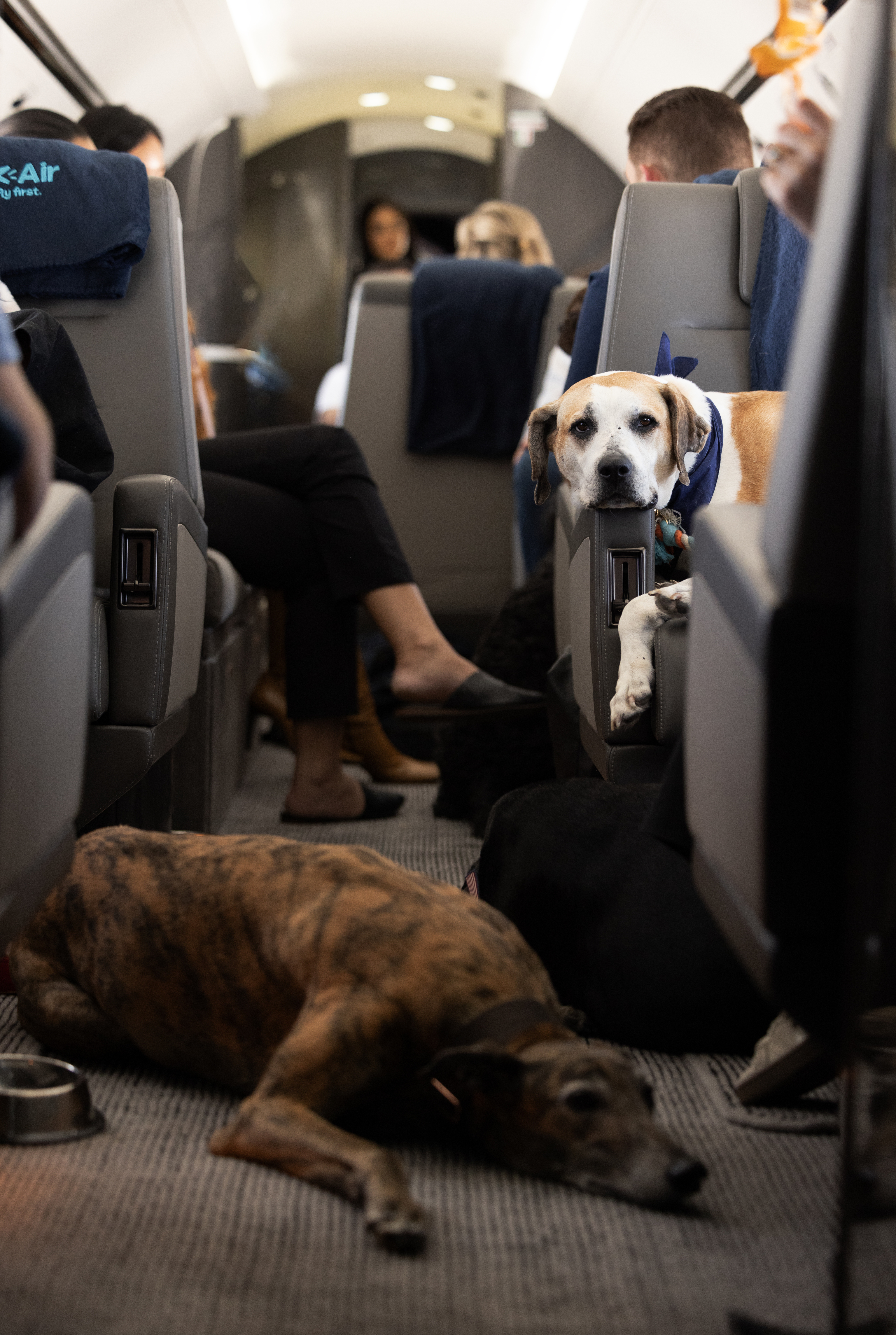 "No existe un servicio que ponga en el centro de la experiencia de volar al perro", dice la compañía.