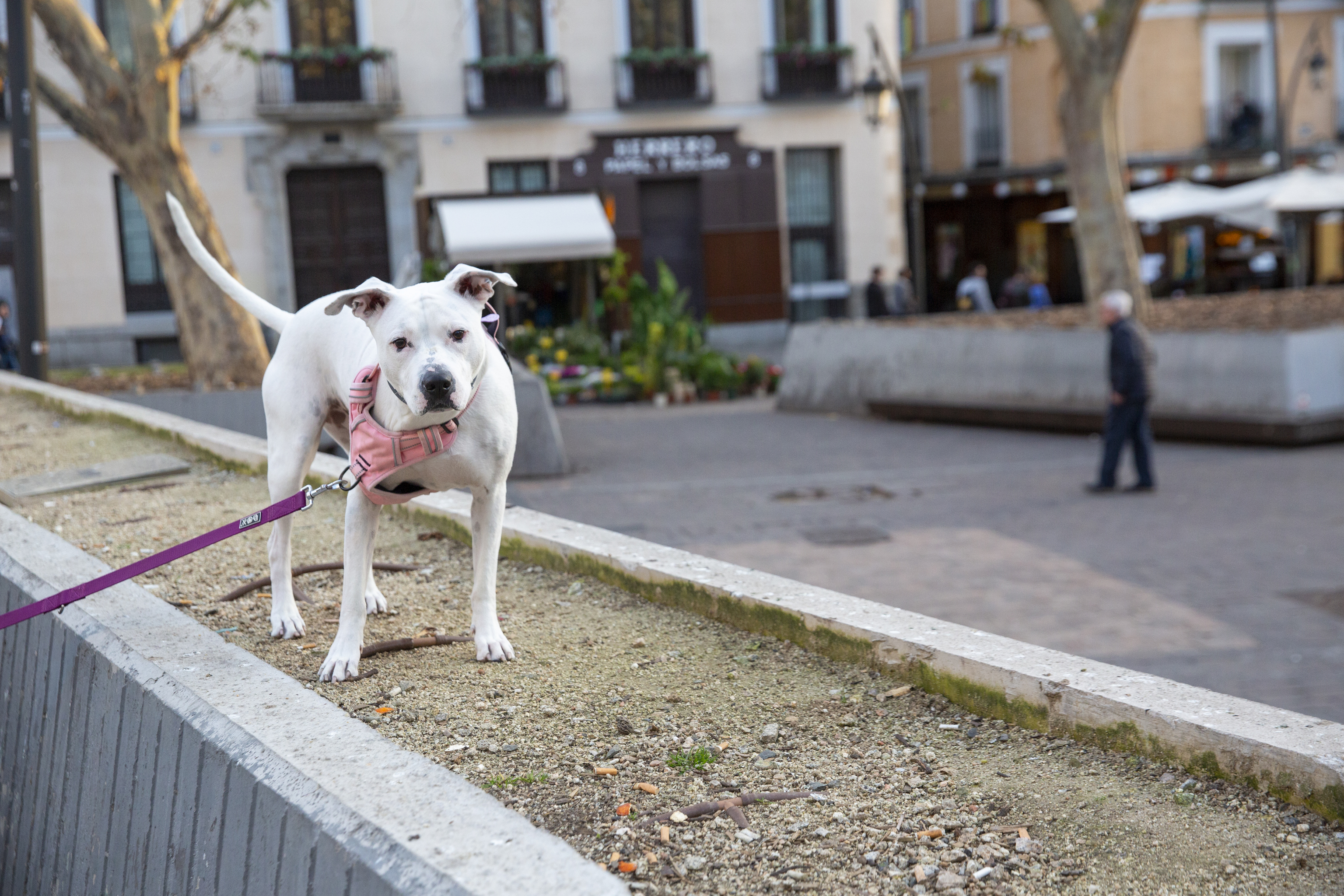 Un perro en una plaza de Madrid.