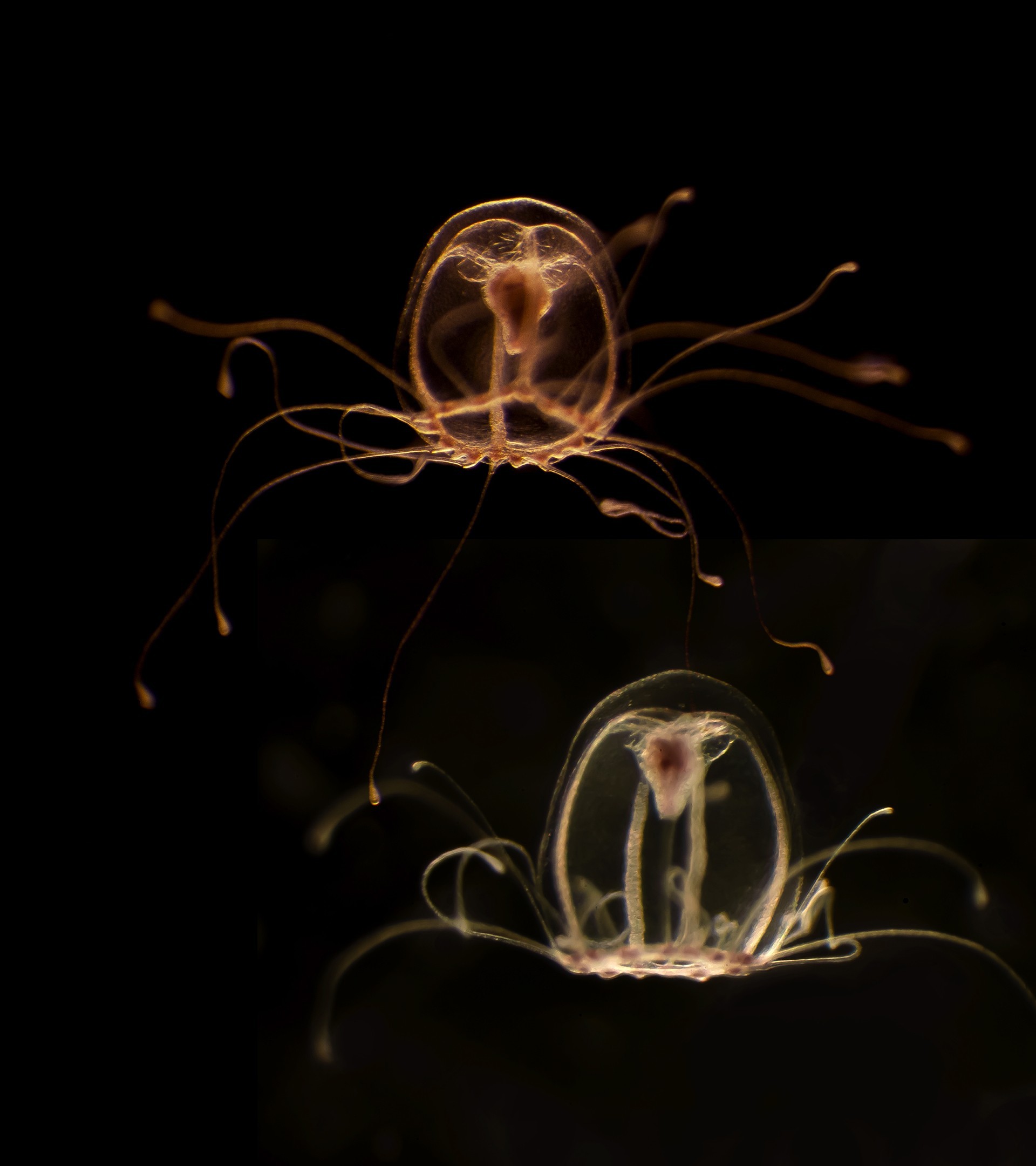 De la medusa inmortal a las cubomedusas: por qué estas criaturas son un ...