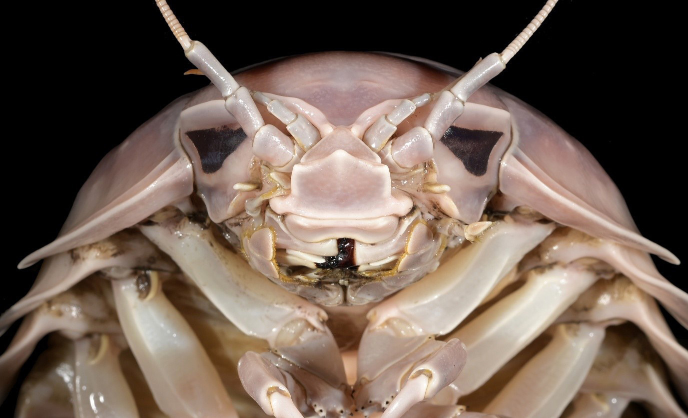 Cabeza del Bathynomus vaderi'.