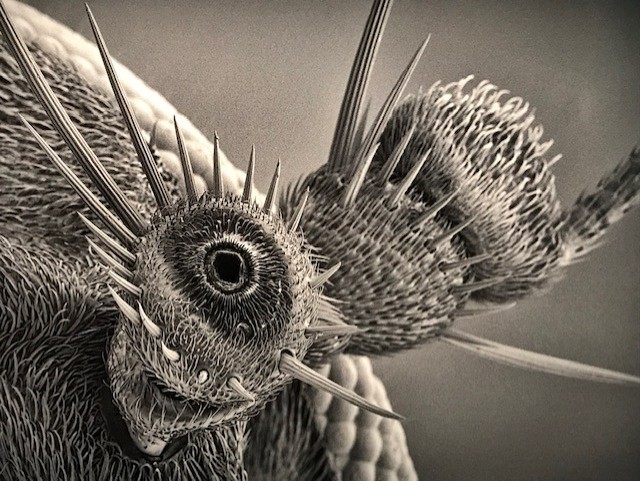 Cabeza de insecto fotografiada con microscopio electrónico por France Bourély, la fotógrafa de lo invisible