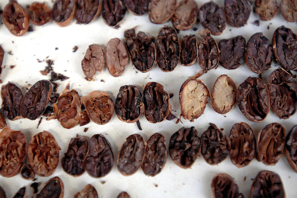 Habas de cacao recogidas en Millot, una de las plantaciones más antiguas y famosas de Madagascar.