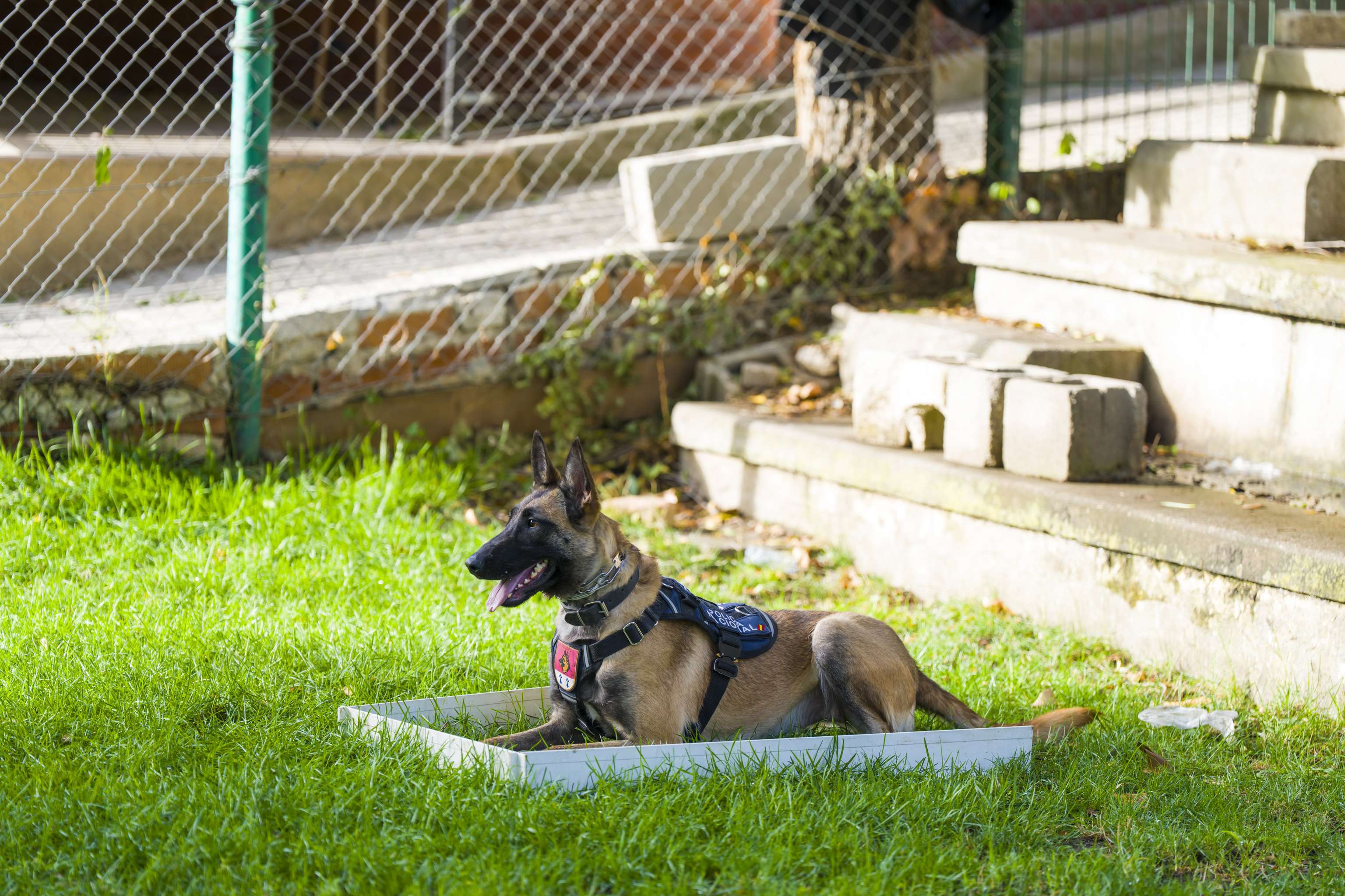 Guas Canino, Polisin Lite Birimi