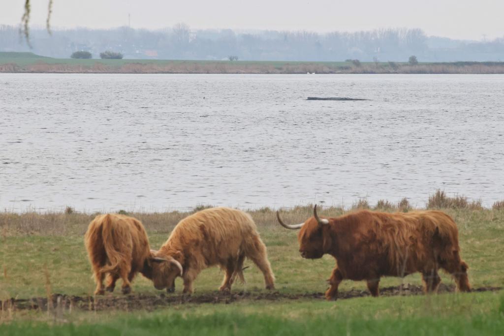 Nuevo intento de rescate de Timmy, la ballena jorobada encallada desde hace 17 días en la costa alemana del Báltico