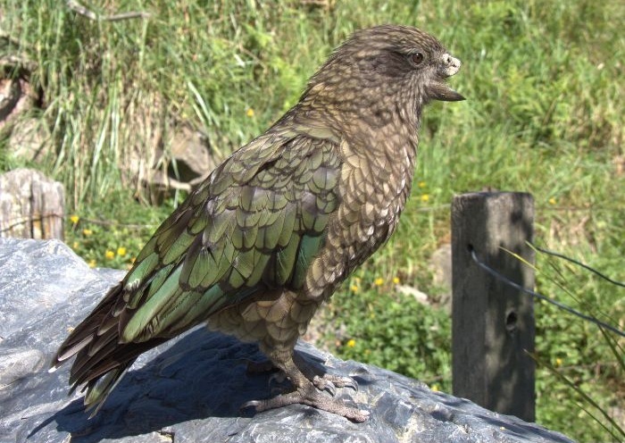 Bruce, el loro sin pico superior que ha creado una técnica 