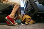 Bruselas actualiza las normas de viaje para mascotas y fija un máximo de cinco animales por vehículo