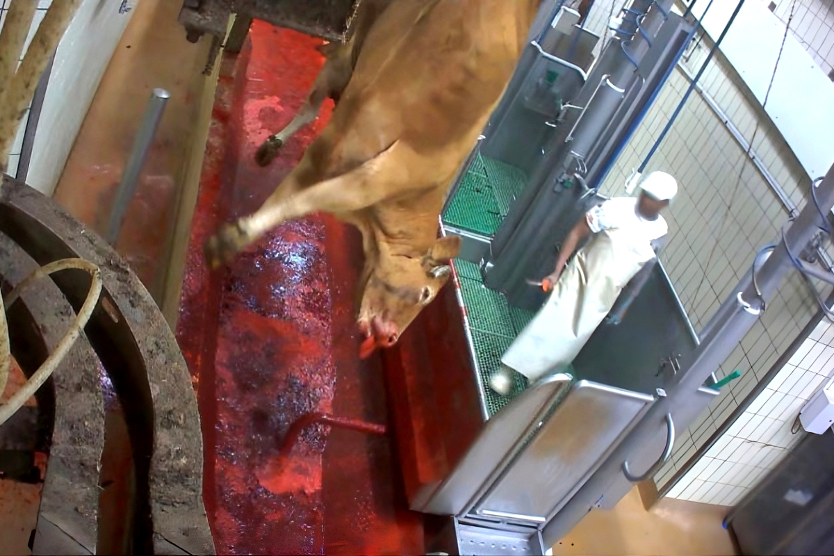 Un ganadero pide 15 años de cárcel y 130.000 euros a tres trabajadores y dos empresas de Mercamadrid por no pagarle cientos de vacas y cerdos