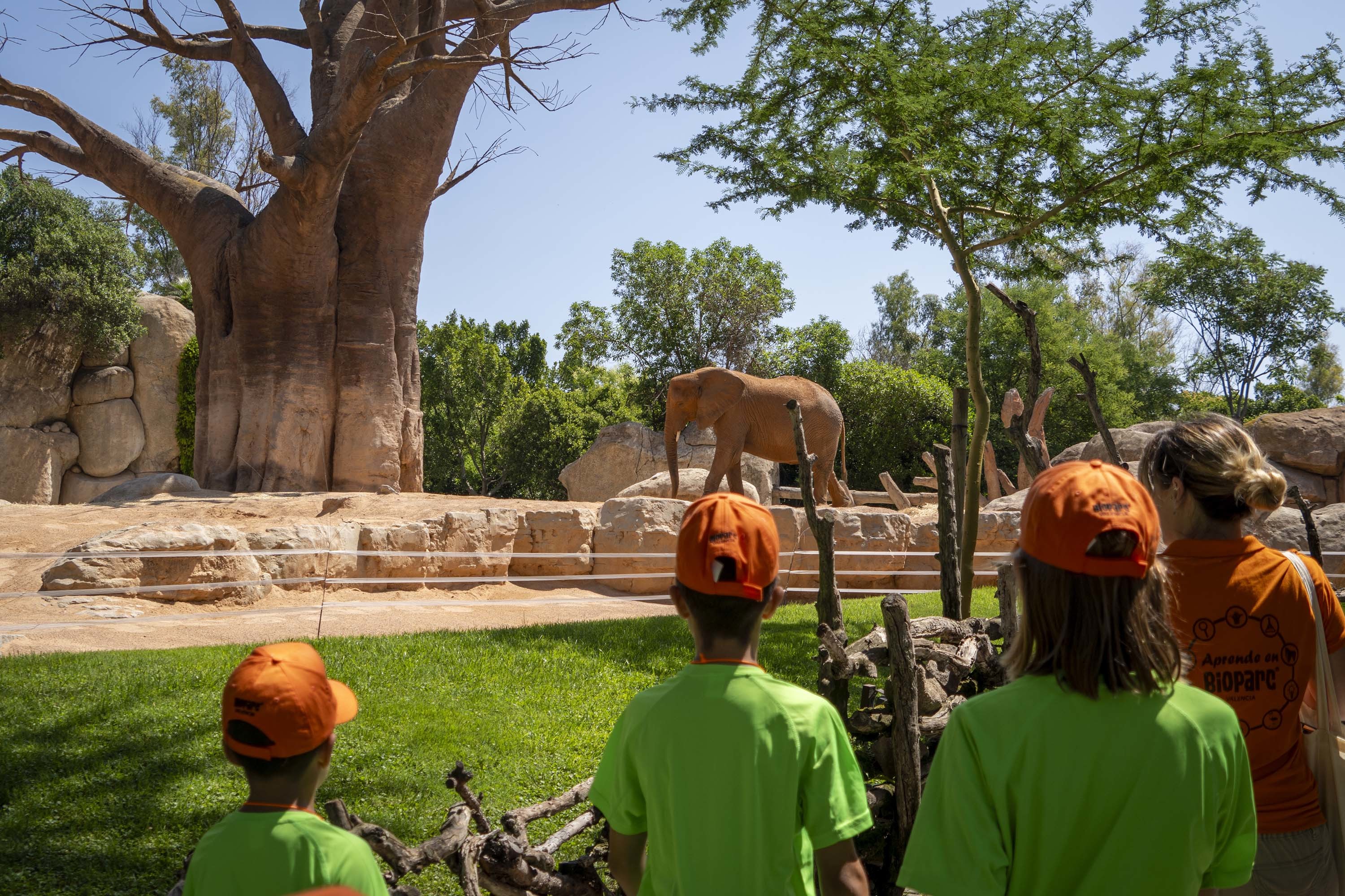 Bioparc Valencia abre el plazo de inscripción de "Expedición África verano", la escuela de vacaciones más aventurera