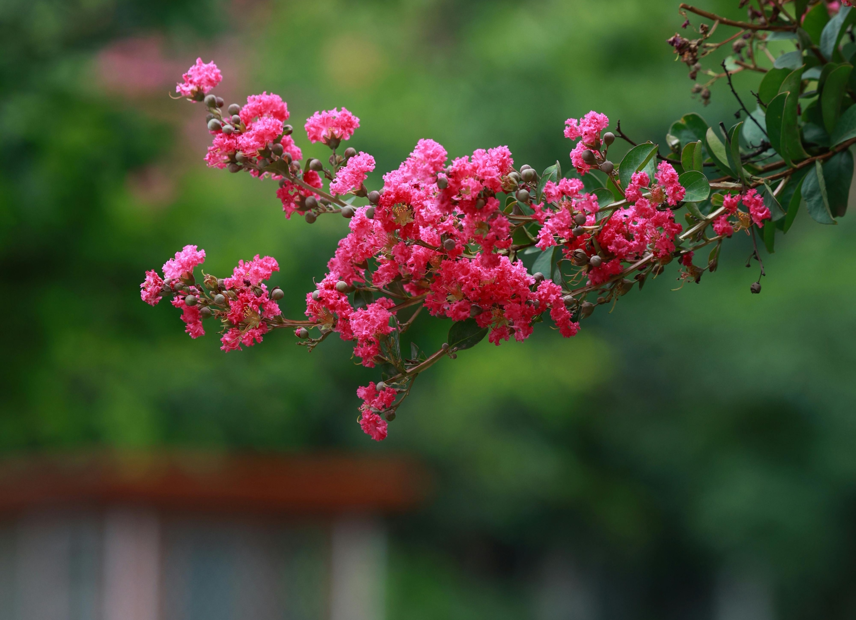 Adiós, buganvilla: el arbusto con espectaculares flores en verano que es ideal para jardines y terrazas
