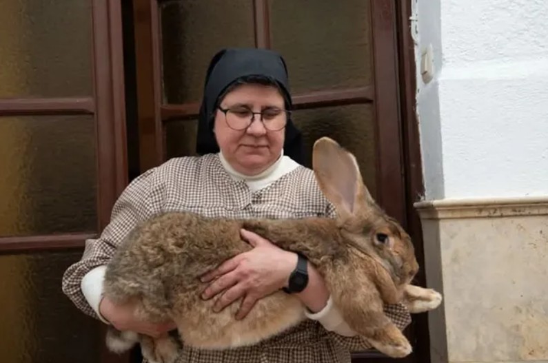 Las monjas que evitan la desaparición del conejo gigante español: "Hay gente que se burla"