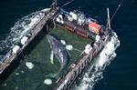 Liberan en el mar del Norte a Timmy, la ballena jorobada varada en Alemania desde marzo