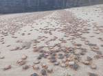 Miles de cangrejos patudos atestan las playas de las islas Cíes, Ons, Sálvora y Cortegada