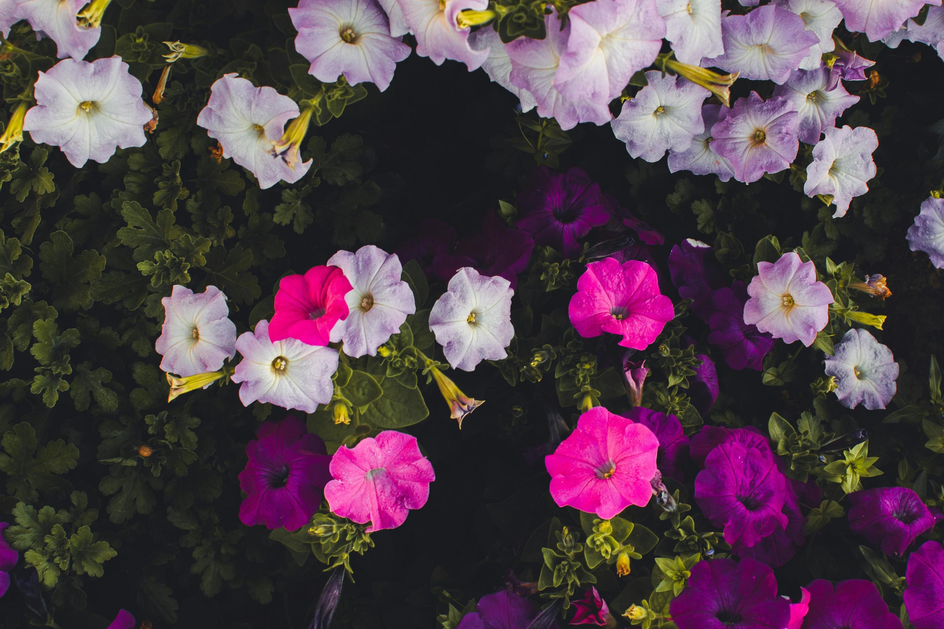 Adiós a las flores marchitas: el truco para que tus petunias estén espectaculares hasta septiembre