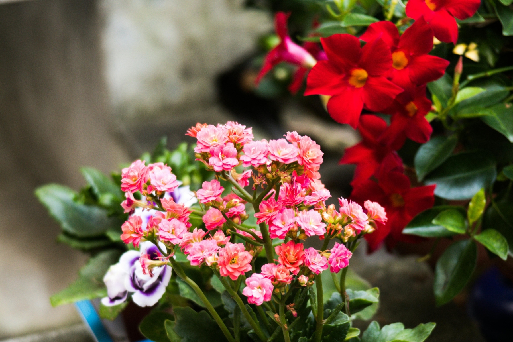 Adiós a regar a todas horas: la trepadora resistente al calor extremo que llena tu fachada de flores hasta finales de otoño