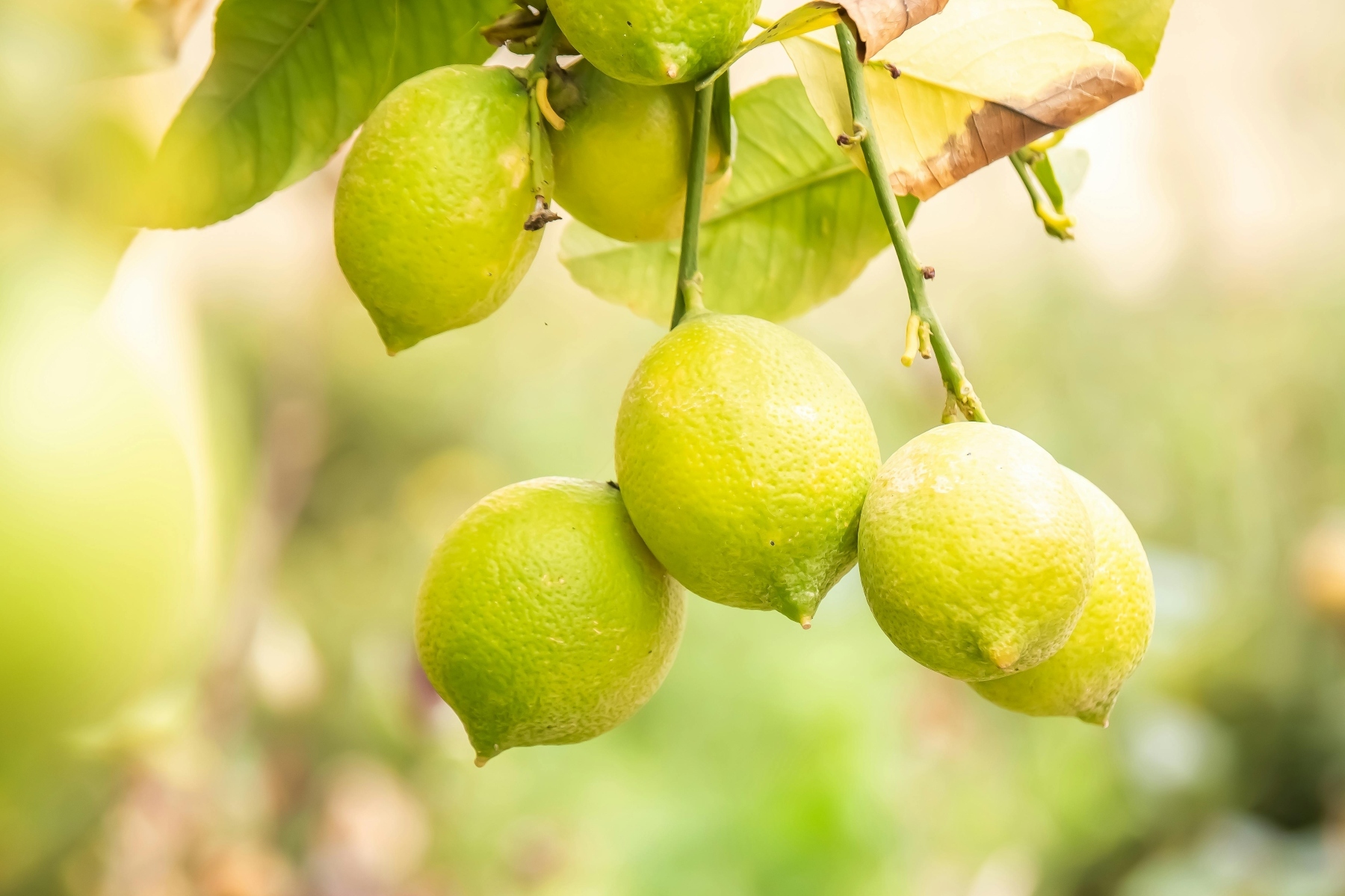 Ni en el campo ni en el huerto: así puedes plantar tu propio limonero en casa paso a paso (tanto en maceta como en jardín)