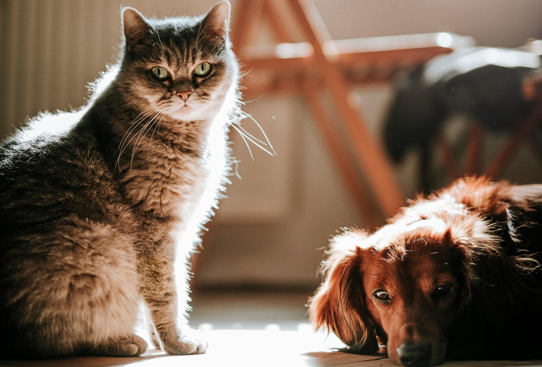 Cómo eliminar el pelo de tu gato o perro de la lavadora: 5 trucos y consejos para no fallar