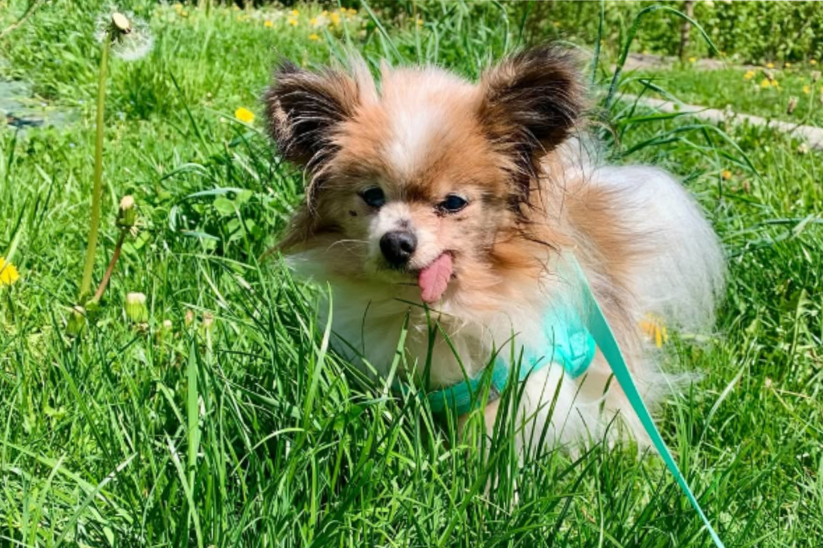 Muere a los 30 años Lazare, considerado el perro más viejo del mundo
