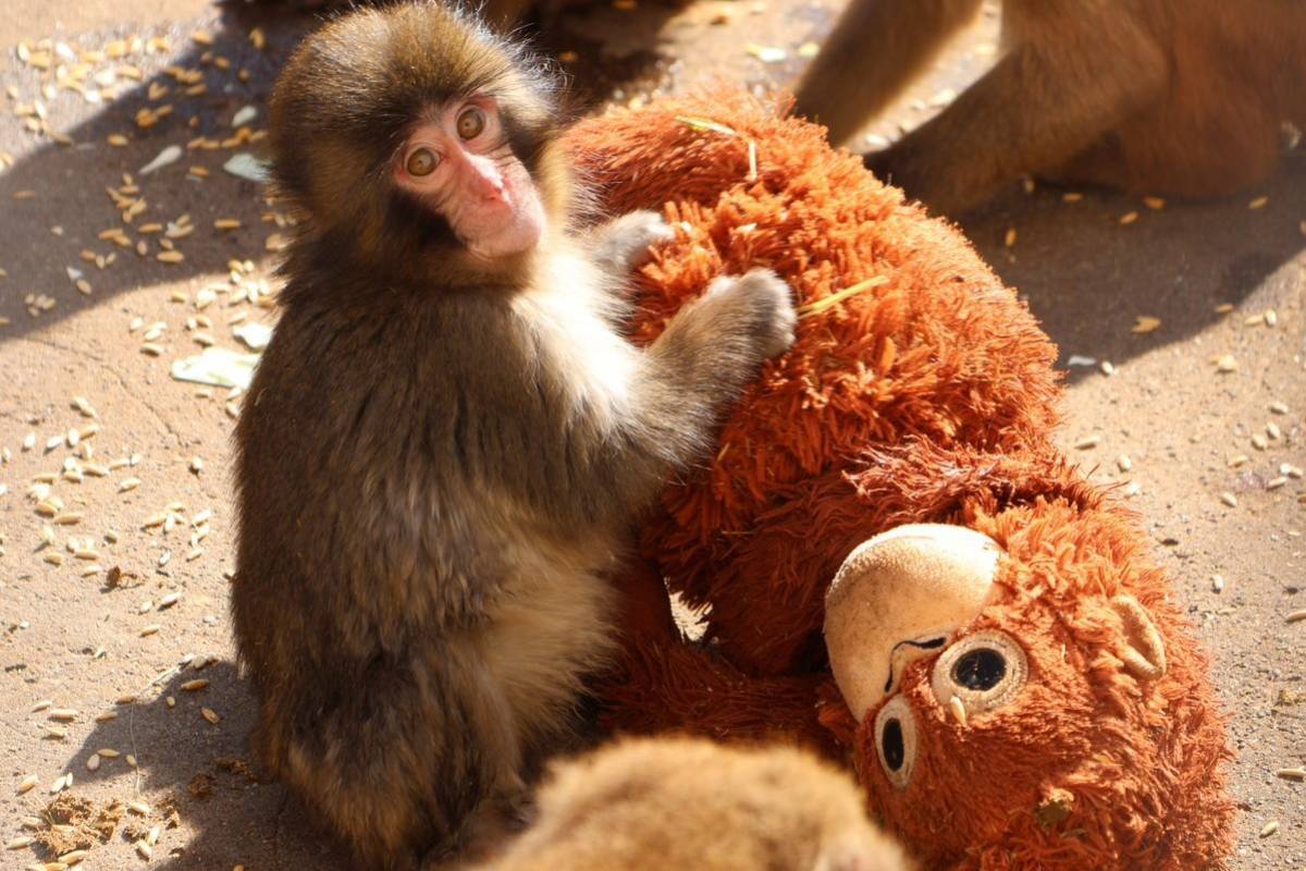 Detienen a dos estadounidenses en Japón tras irrumpir uno de ellos disfrazado en el recinto del mono Punch