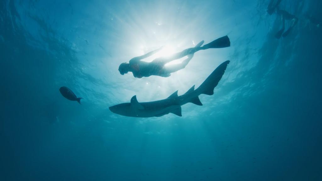 Un turista español muere ahogado mientras practicaba surf en las islas Maldivas El hombre de 53 años murió cerca del atolón de Gaafu Dhaalu, en el sur de las islas Maldivas. Leer