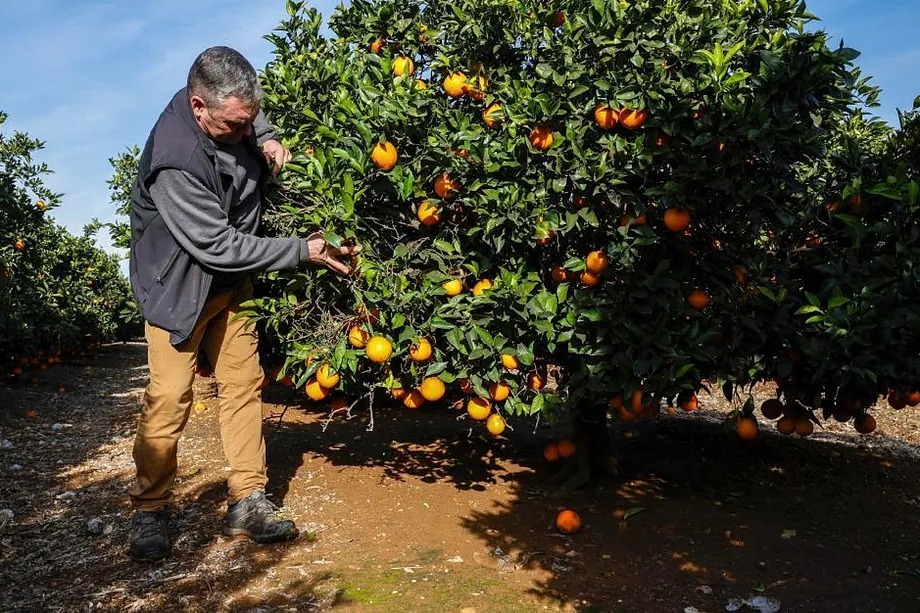 El sector del zumo de naranja se planta ante los 'foodfluencers' tras perder un 30% de ventas: "Cuanto menor es su precisión científica, más impacto y seguidores ganan"