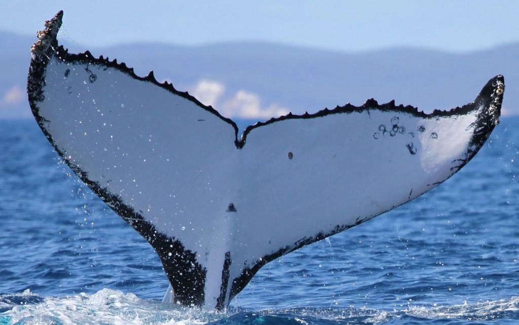 Dos ballenas jorobadas de récord: Documentan por primera vez una travesía de más de 14.000 kilómetros entre Brasil y Australia