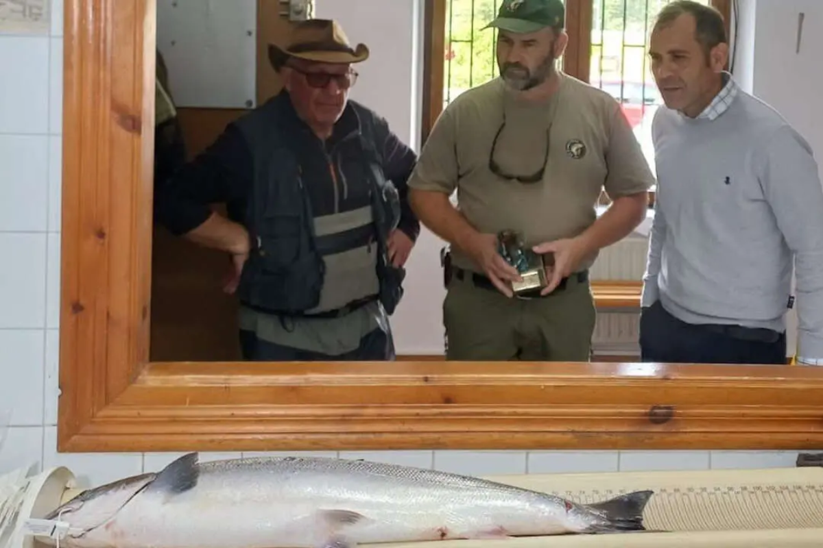 Venden por 9.400 euros el 'campanu' de Asturias en plena polémica por su posible catalogación como especie en peligro de extinción