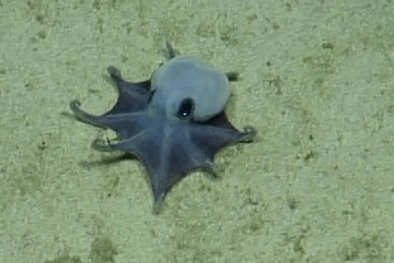Descubren un pulpo azul en las Galápagos que cabe en la palma de la mano