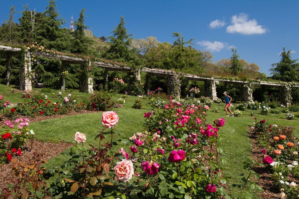 Fin al reinado de la Ciutadella: este es el parque de Barcelona en el que disfrutar de la floración de las rosas esta última semana de mayo