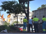 Primero las farolas y ahora los árboles: Almeida retira seis ejemplares de la Plaza de Cibeles para instalar el escenario de la misa de León XIV en Madrid