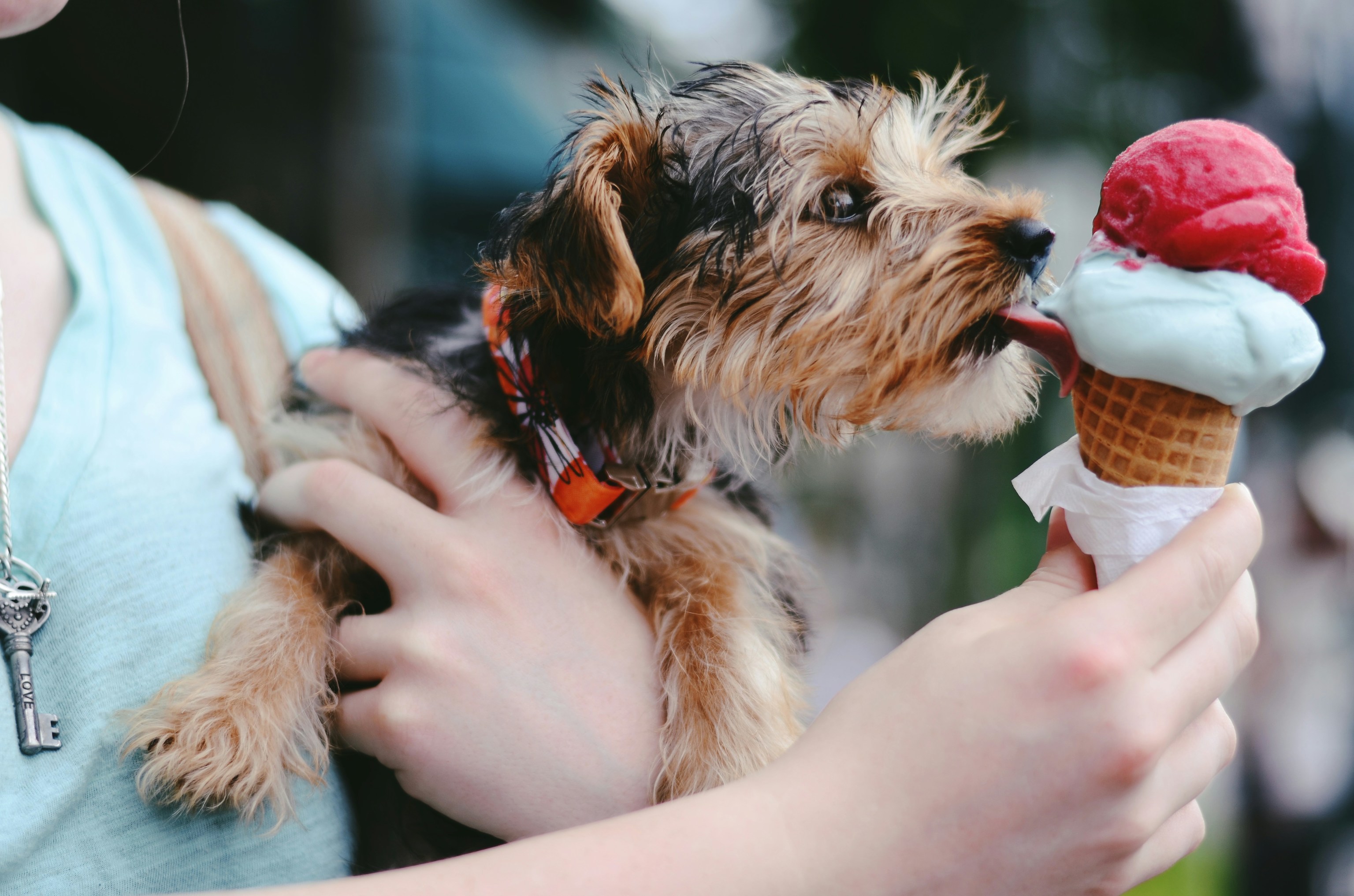 Helados para perros en Barcelona: así es la refrescante oferta que llega a la Ciudad Condal y cómo conseguirlos