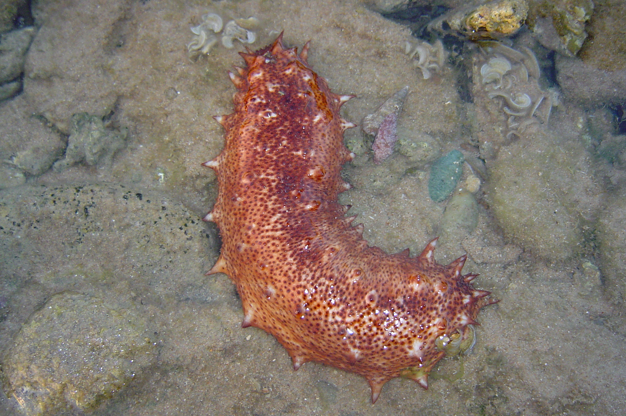 El increíble hallazgo en un pepino de mar que podría revolucionar la medicina regenerativa