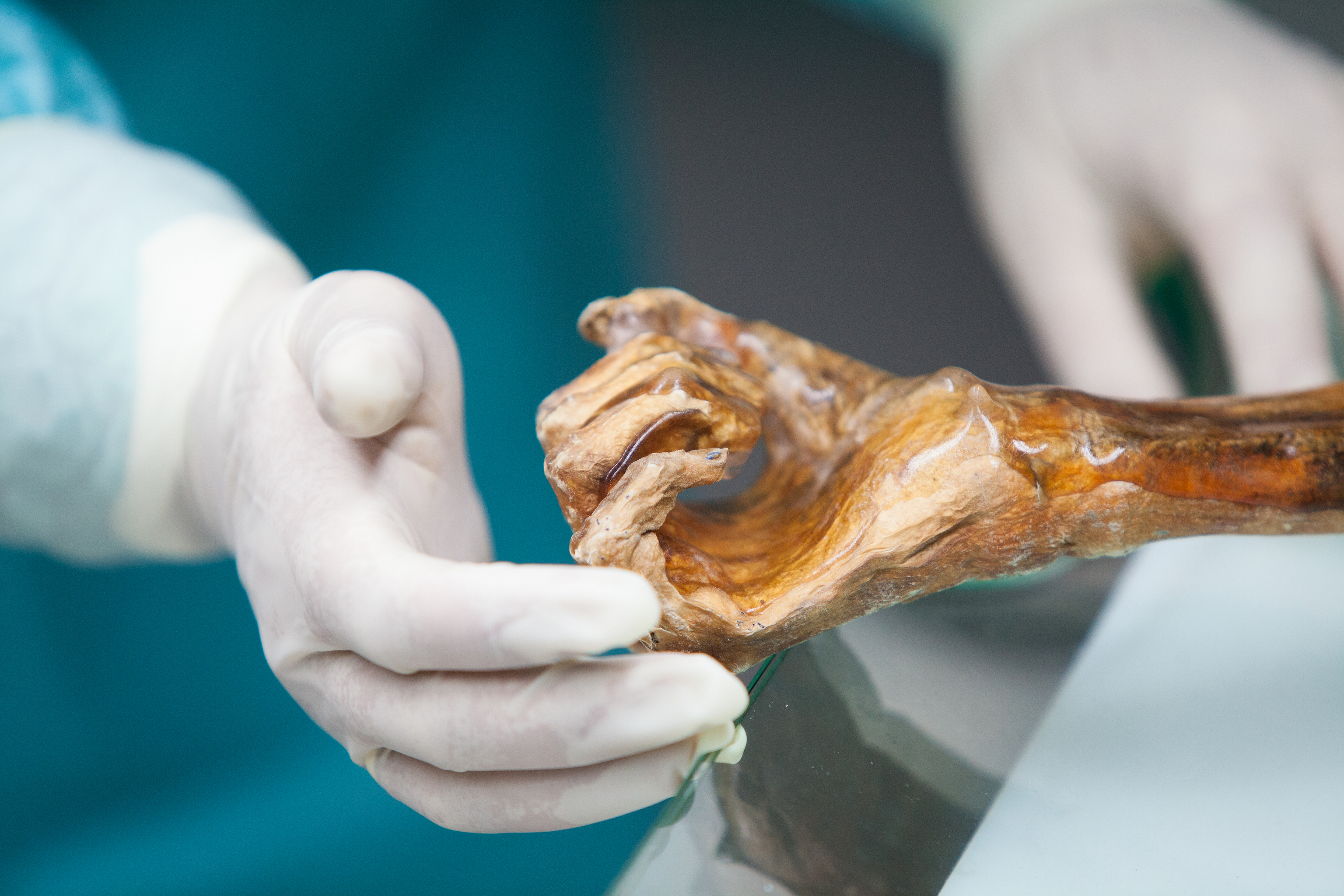 Ötzi, el hombre de hielo, no estaba solo: hallan microorganismos que lo acompañan desde la Edad del Cobre
