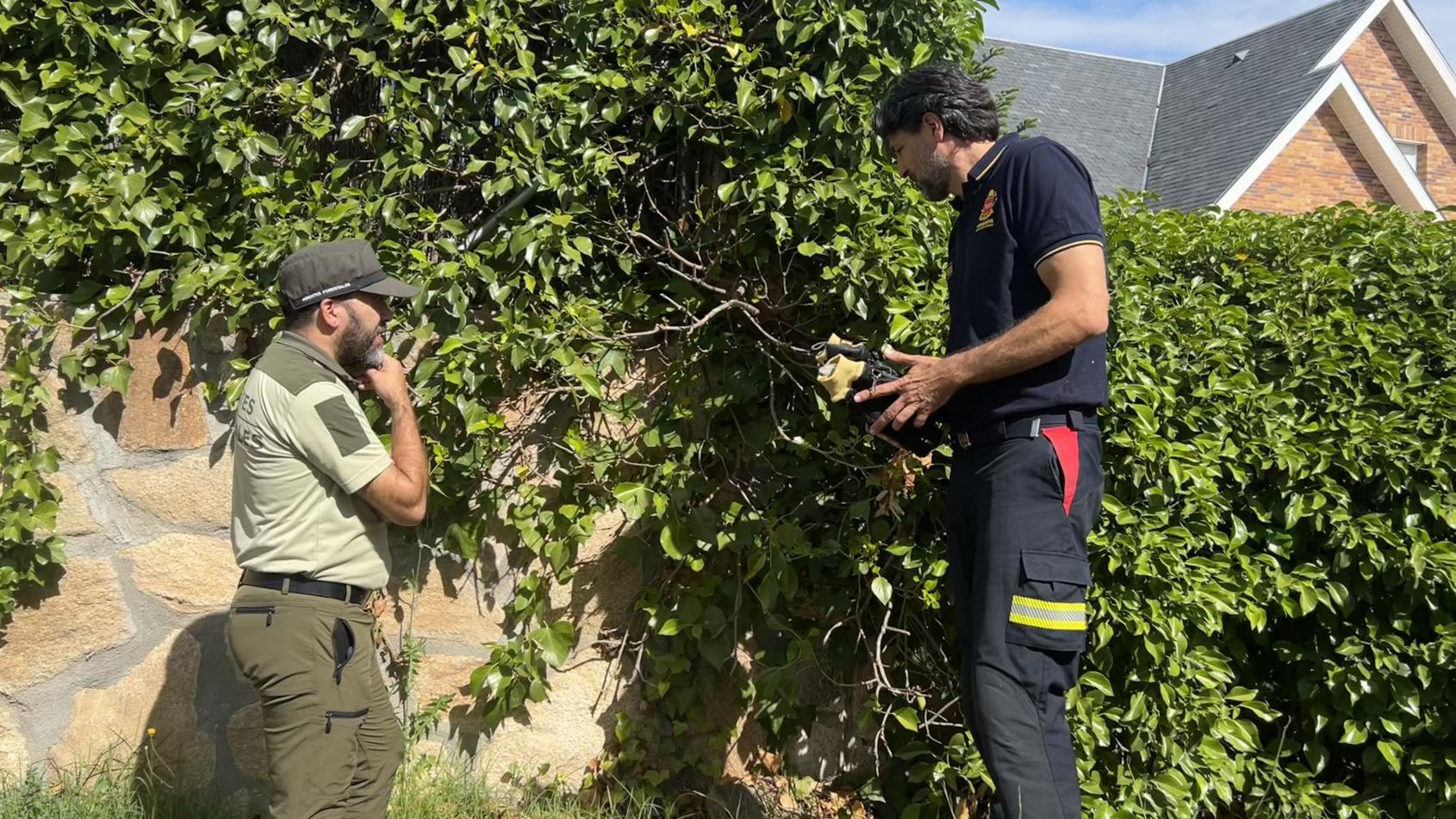 La Comunidad de Madrid promueve la retirada de las arizónicas en los jardines por especies con menor riesgo de incendio