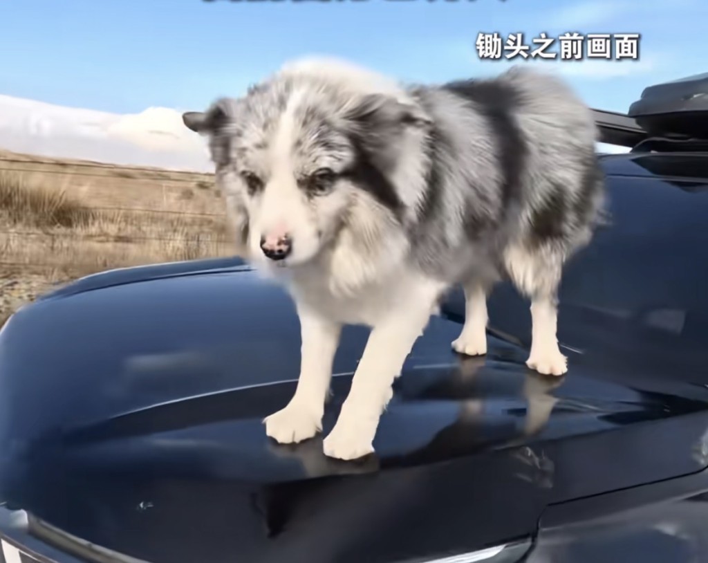 Chutou, el perro que conquistó China y acabó vendido a un restaurante por 23 euros