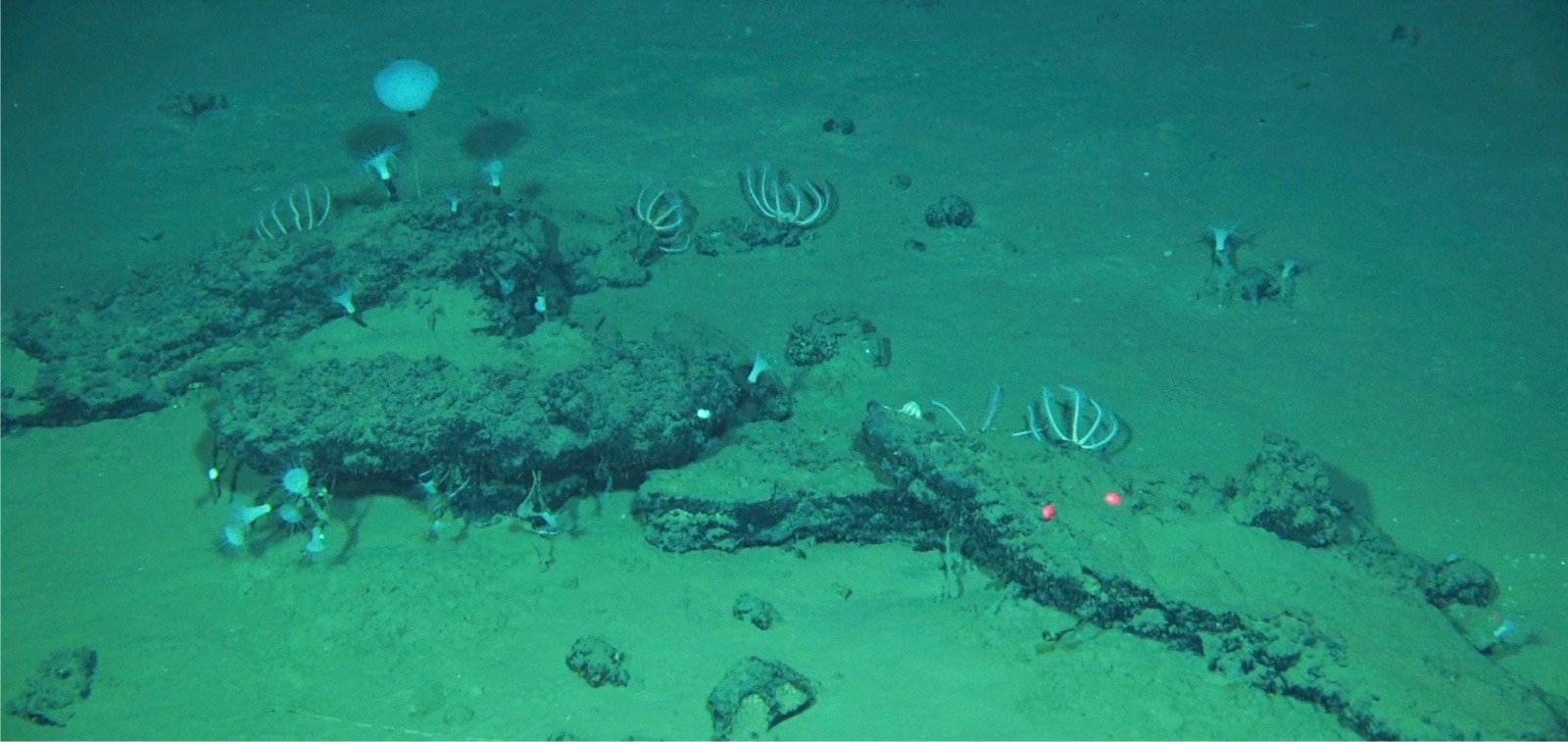 Hallan el mayor y más profundo cementerio de ballenas con restos de hace cinco millones de años
