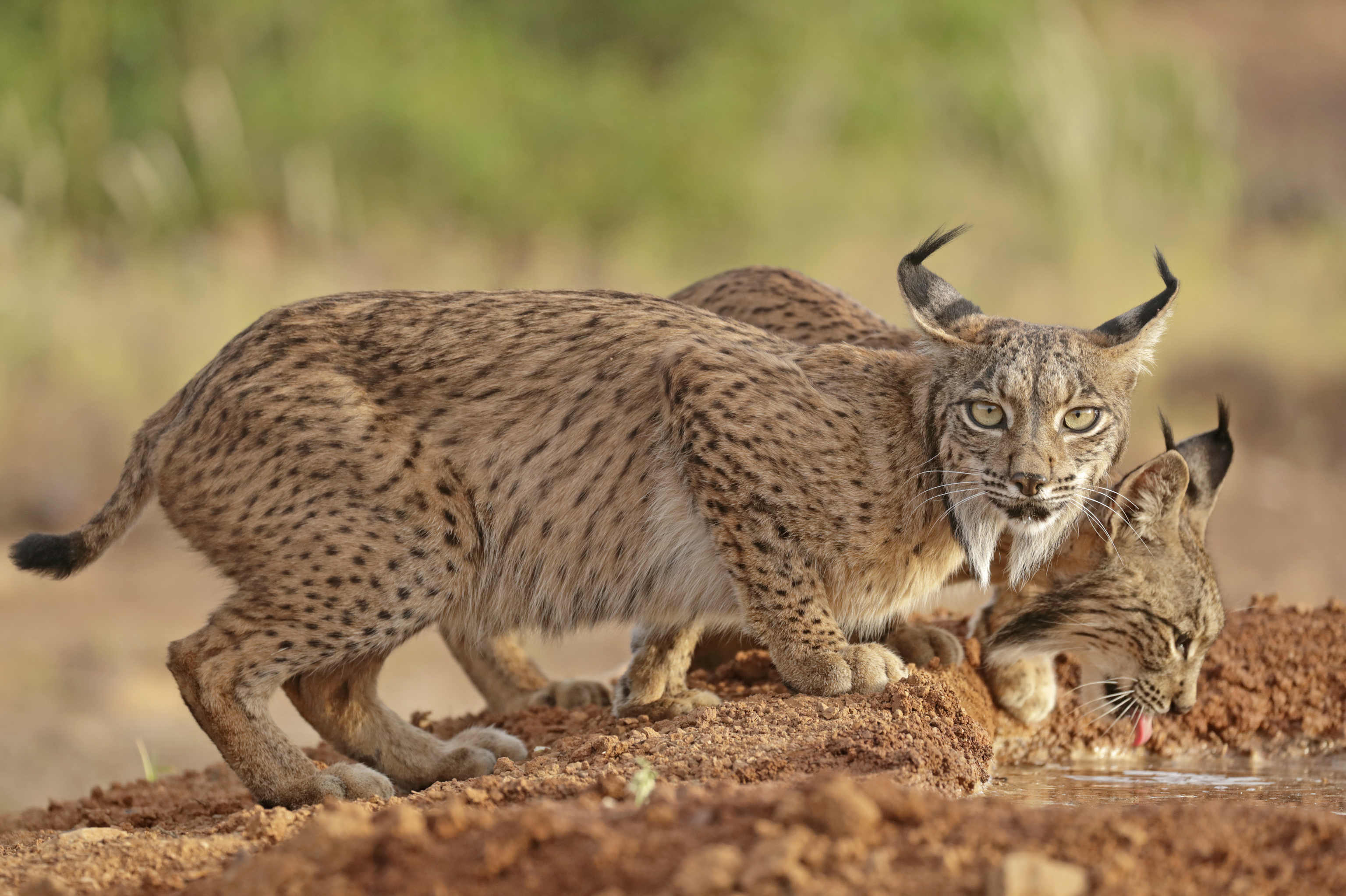 El milagro del lince ibérico: de 94 ejemplares a principios de siglo a los 2.633 de hoy
