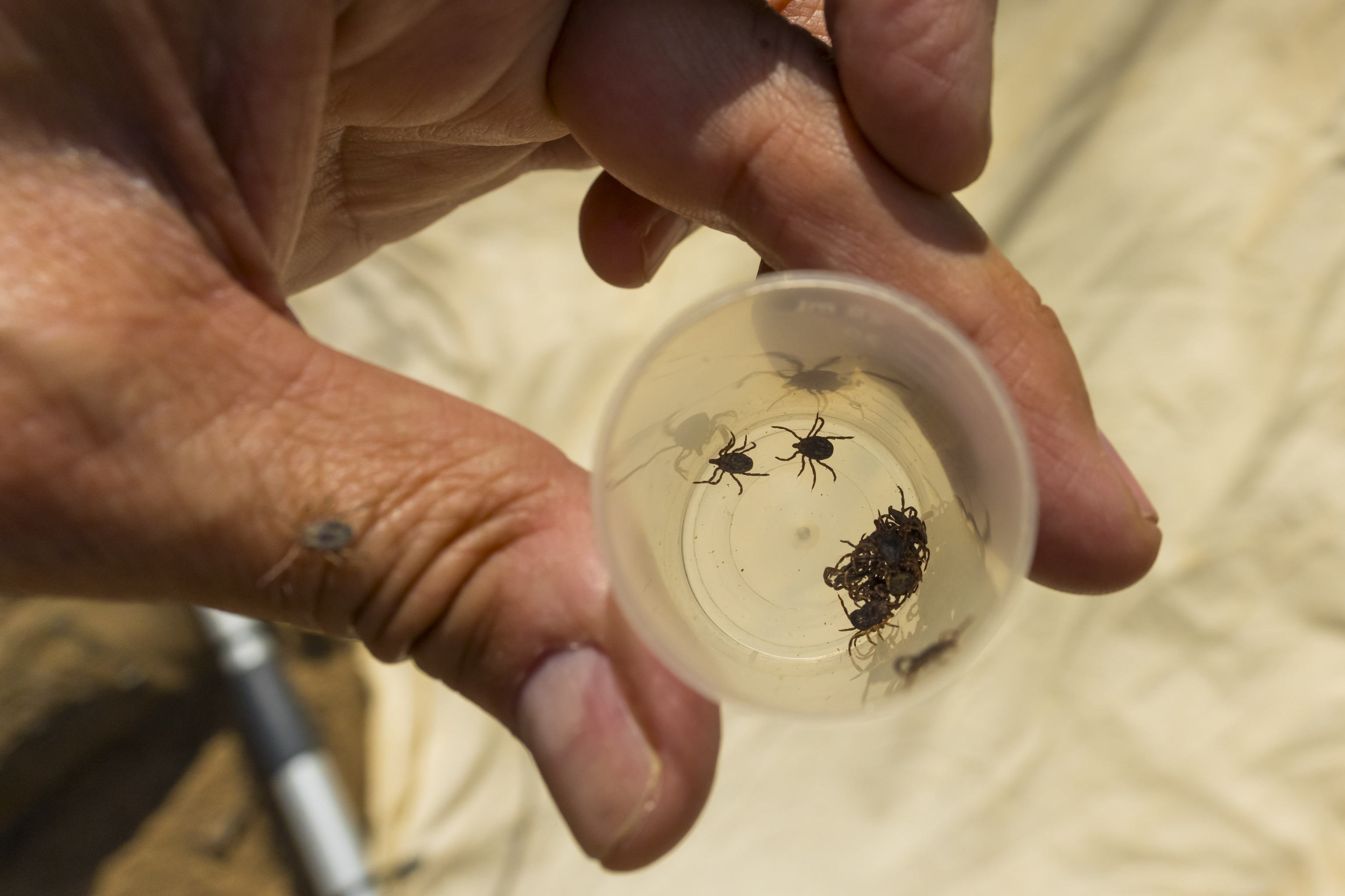 Fiebre de Crimea-Congo y Lyme: así avanzan las enfermedades por garrapatas en España