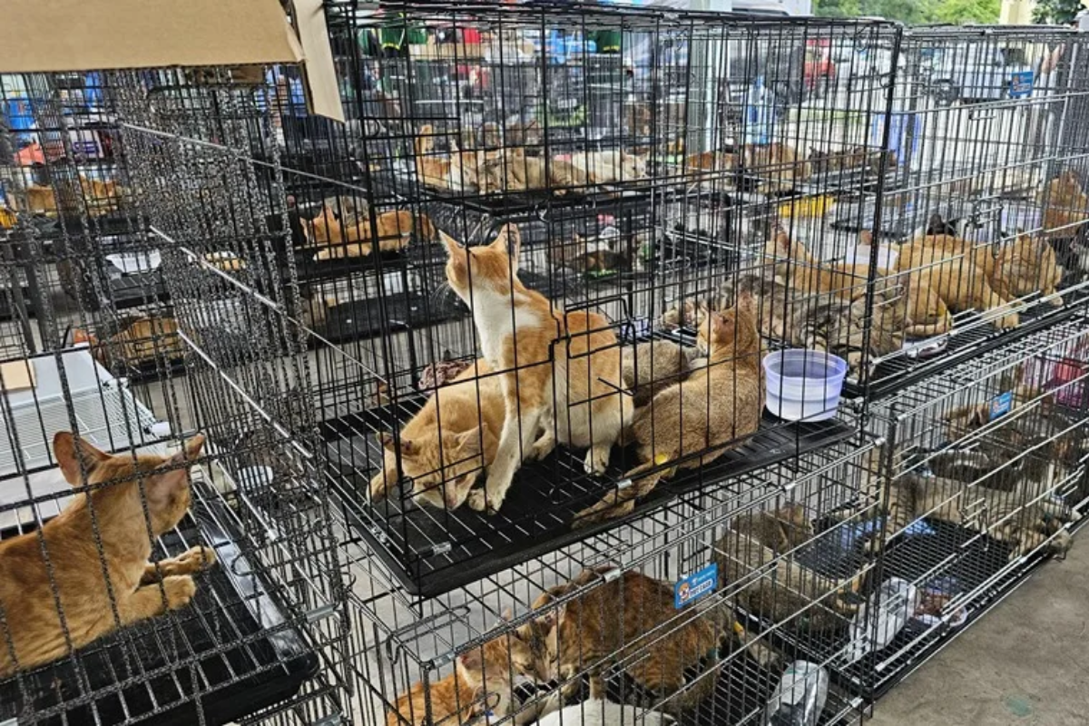 Rescatan en Vietnam a 400 gatos cuya carne iba a ser vendida para consumo humano