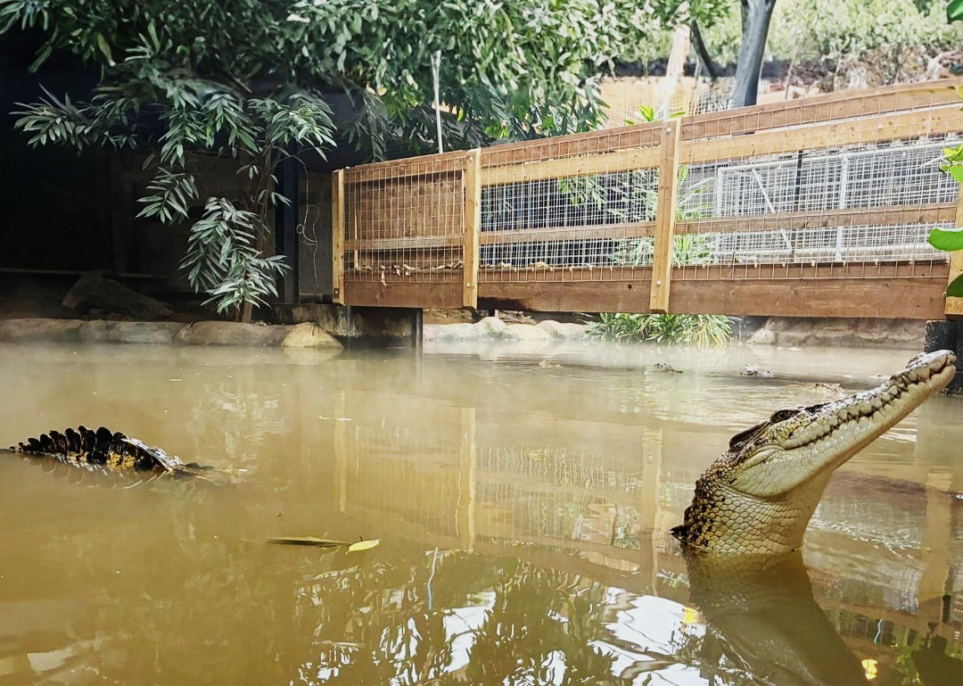 Detenido por intento de asesinato de un niño de 3 años que acabó en el recinto de los cocodrilos de un zoo
