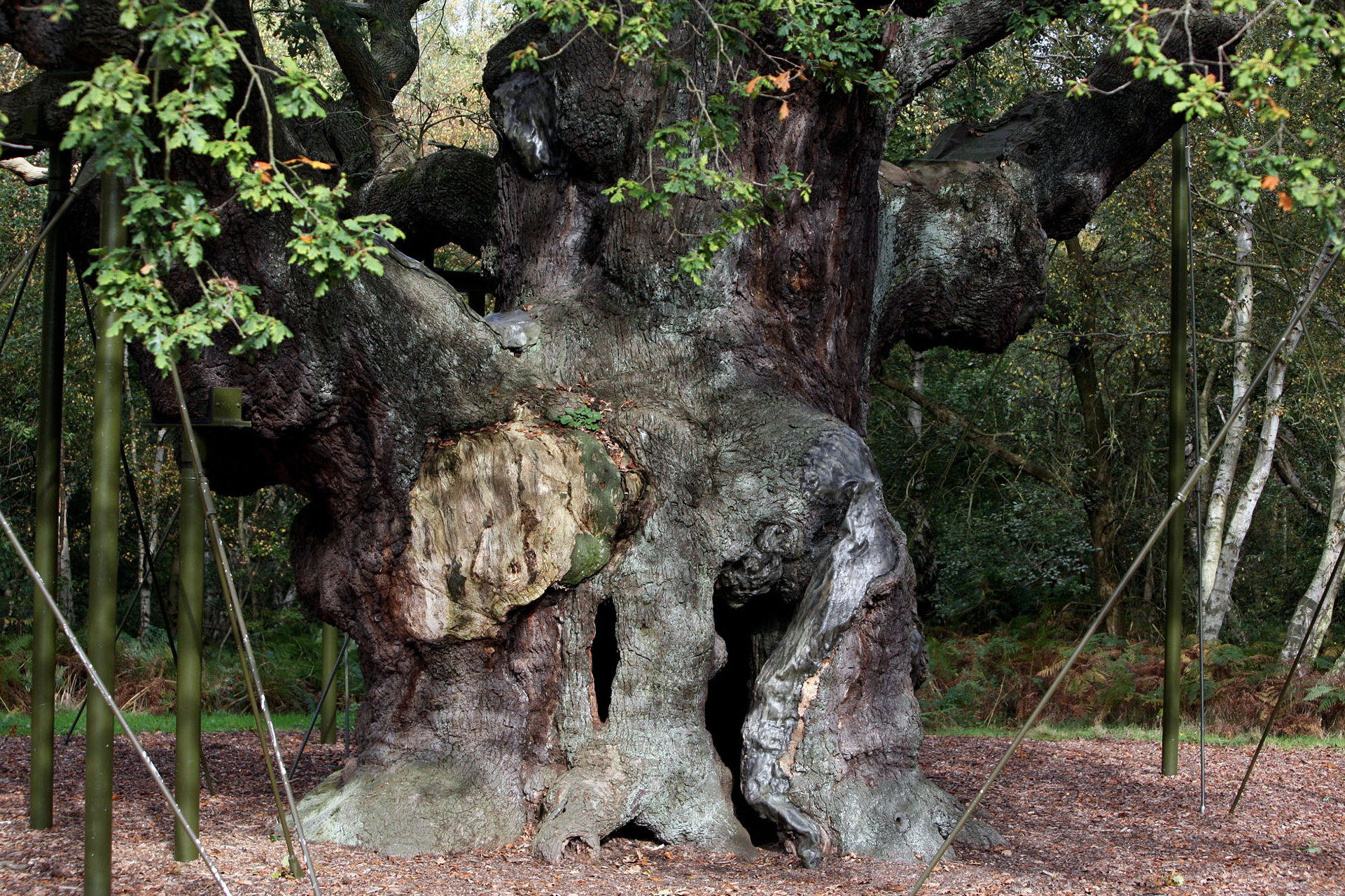 Muere el roble milenario que, según la leyenda, dio cobijo a Robin Hood en el bosque de Sherwood