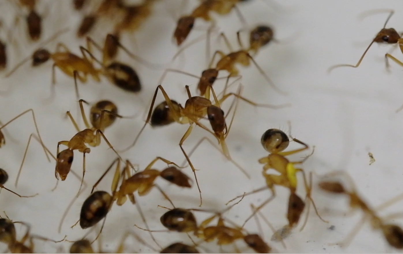 ¿Hormigas en casa? Así puedes eliminarlas de forma natural