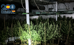 La denuncia de un trabajador explotado destapa una plantación de marihuana indoor en Usera: hay cinco detenidos