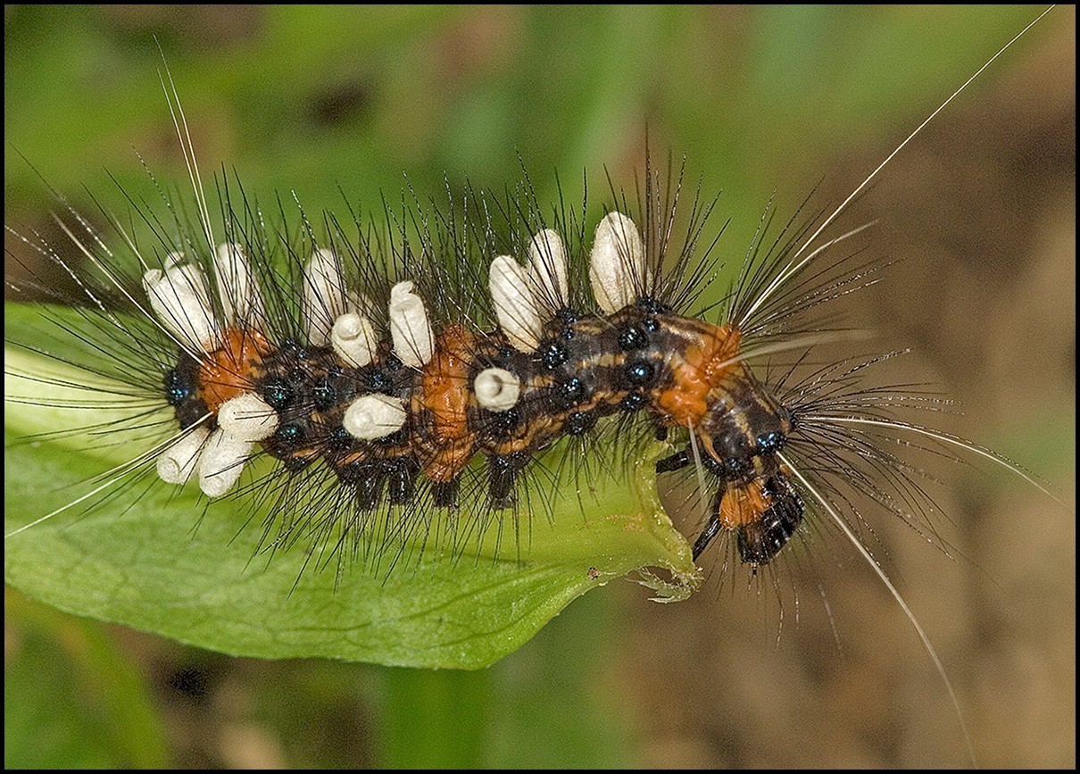 El mapa oculto de insectos por descubrir: estiman que hay entre 8 y 14 millones de especies desconocidas