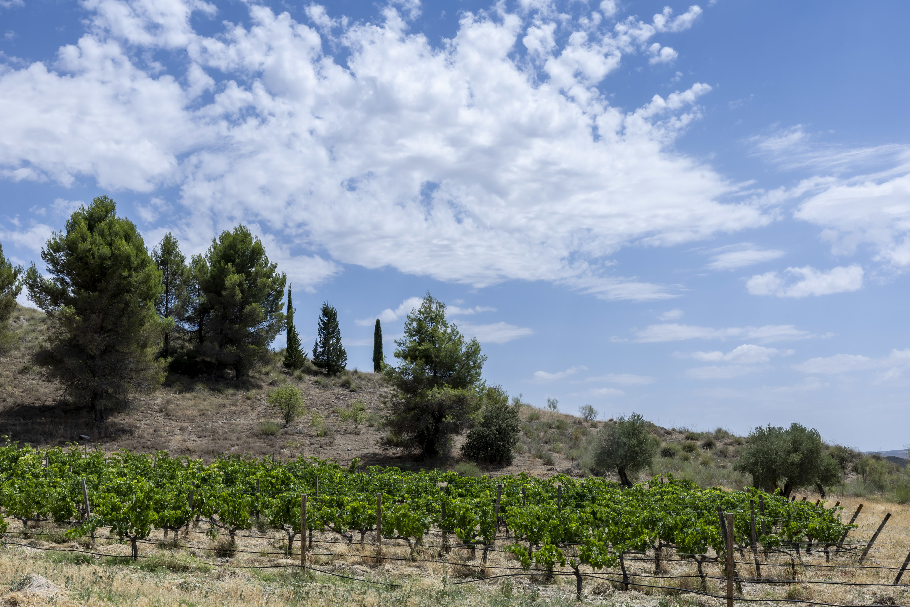 El vino de Madrid entra en el 'metaverso': catas virtuales desde casa, rutas personalizadas con IA y 'big data' sobre la altura de cada viñedo