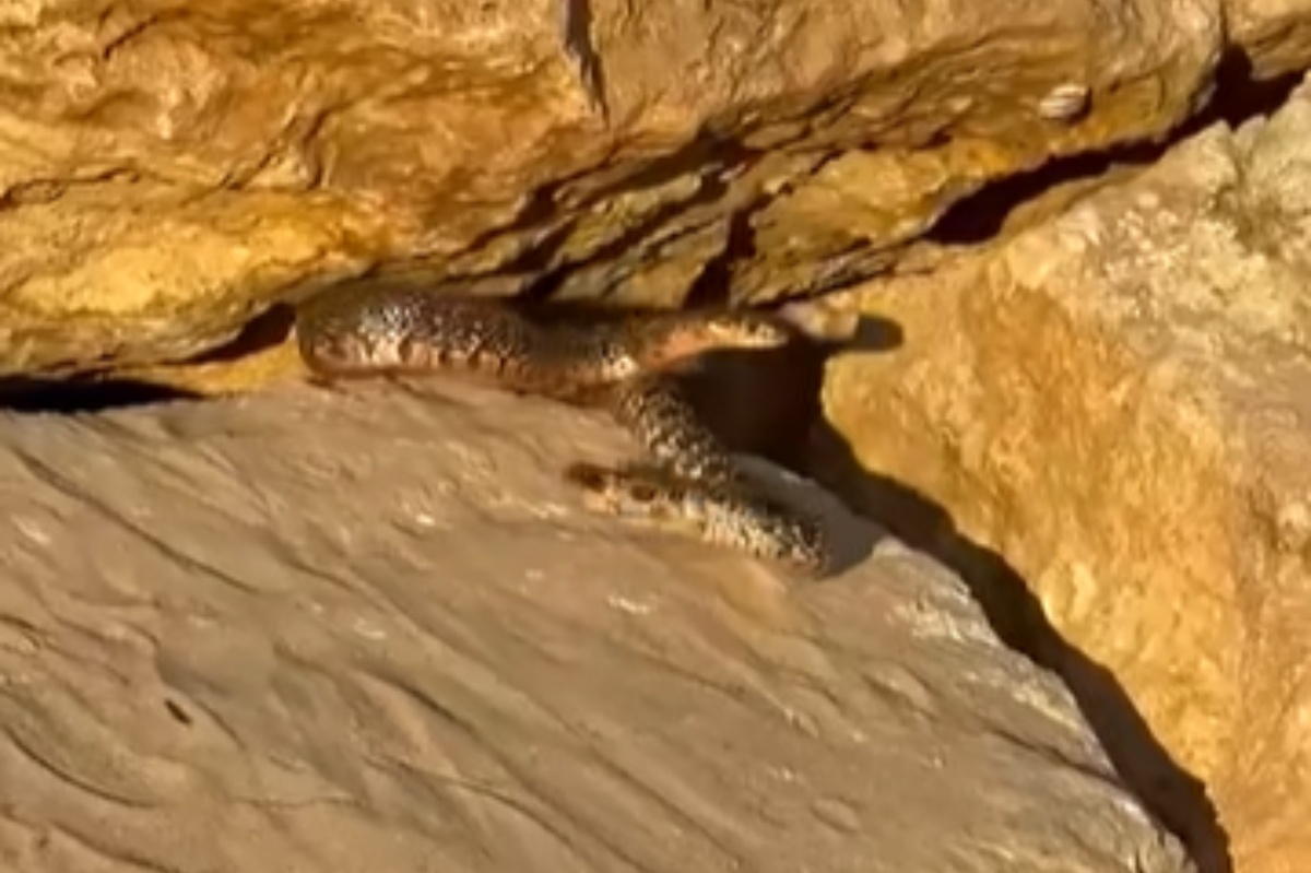Avistan dos serpientes en la concurrida playa de La Calita en El Puerto (Cádiz) y alertan a los bañistas