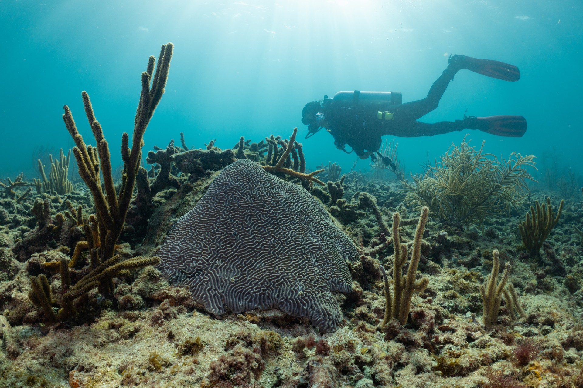 La superficie del mar alcanza temperaturas récord para esta época del año