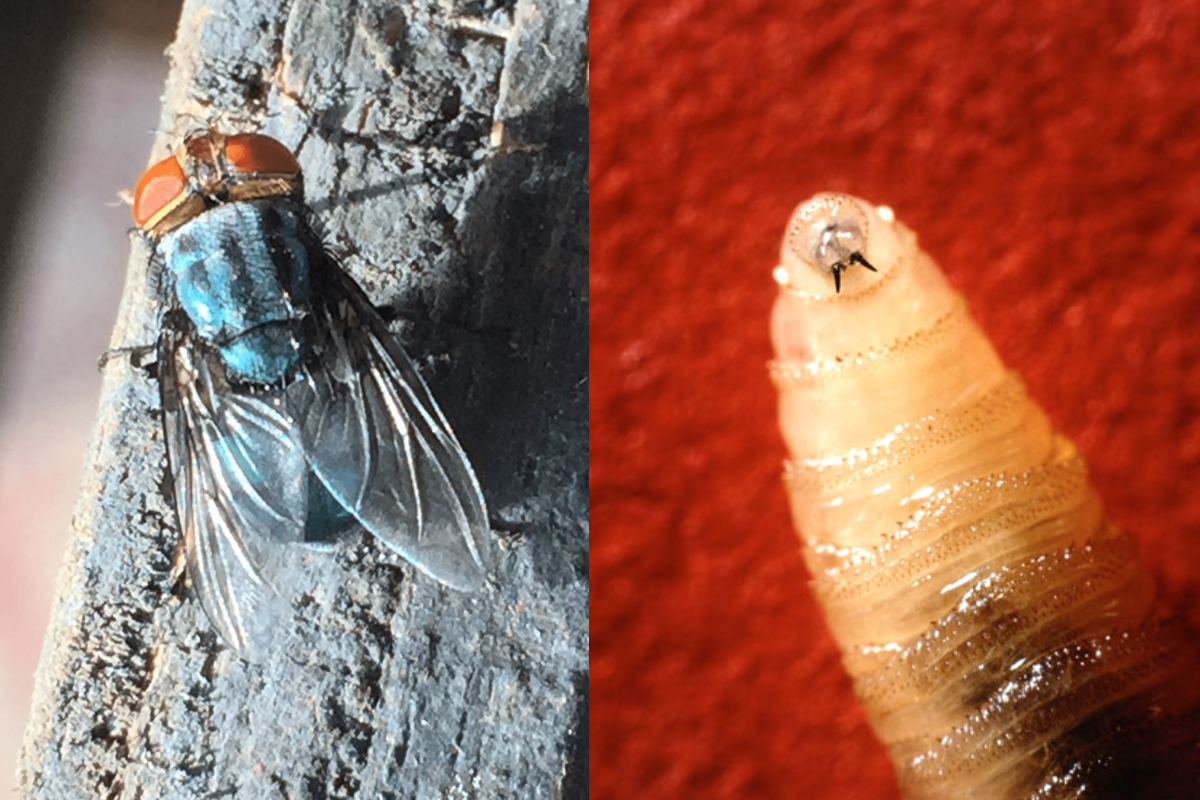 La "mosca asesina" enciende las alarmas en Estados Unidos: sus larvas devoran la carne viva de animales y humanos