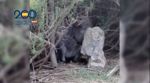 Rescatan varios canguros vivos entre cientos de animales muertos en un cultivo de cannabis desmantelado en Malagón (Ciudad Real)